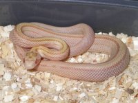 Butter Stripe Male 04'.JPG