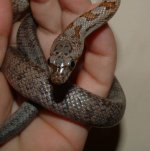 Bairdi 08-23-08 d-.jpg