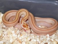 Butter Stripe Female 04'.JPG