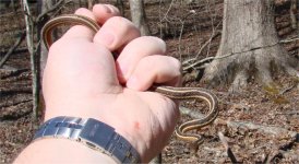 snake1.jpg