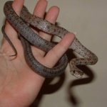 Bairdi 08-23-08 e.jpg