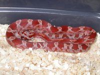 Hypo Blood Male POSS. het Amber 04'.JPG