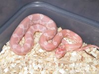 Opal Female POSS. het Striped & Hypo 04'.JPG