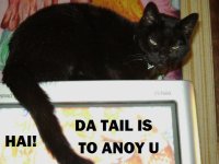 shadow lolcat.jpg