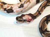 ball_python_live_prey_1.jpg