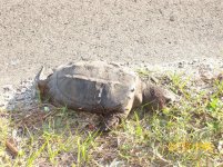 Snapper II.jpg