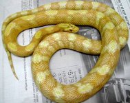 Butter motley female sibling to Ultra caramel motley males 1 and 2.jpg