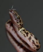 resizeMDSC_3742.jpg