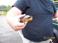 Red belly I.jpg