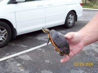 red belly II.jpg