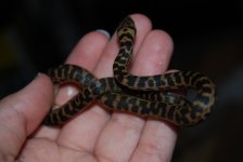 resizeFDSC_3762.jpg