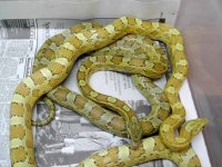 Ultra caramel and het comparison shot of sisters.jpg