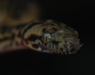 resizeFDSC_3760.jpg