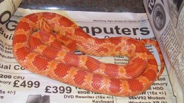 Rusty 233g (Medium).jpg