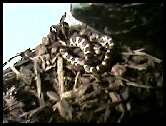 My Snake.jpg