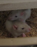 babies1.jpg