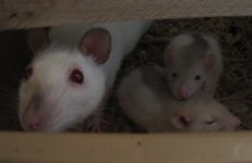 mombabies1.jpg