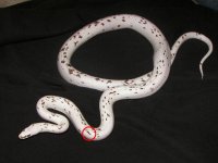 piebald corn snake 001-1.jpg