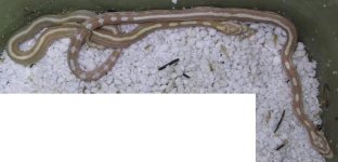 stripey babies sm.jpg