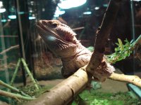 BeardedDragon.jpg