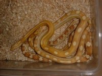 Archie & Sunshine small.jpg