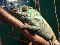Chameleon.jpg