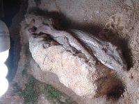 GargoyleGecko.jpg