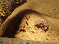 Gecko001.jpg
