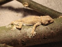 Gecko002.jpg