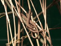 Lizard001.jpg