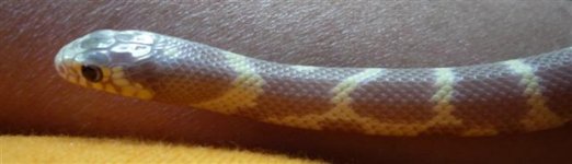 20080327_0006 (Small).JPG