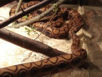Rainbowboa.jpg