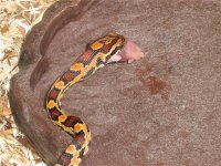 IMG_0106_Small.JPG