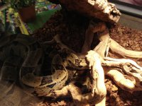 Snake001.jpg