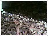 My Snake 2.jpg