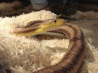 Snake005.jpg