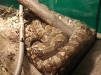 Snake006.jpg