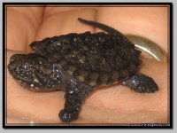 Snapper1.jpg