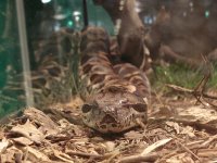 Snake007.jpg