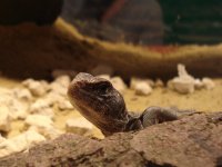 SpinyTailedLizard.jpg
