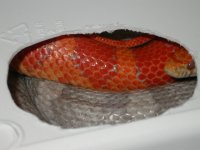 Copper X Veronica 004.jpg