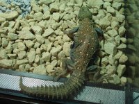 SpinyTailedLizard2.jpg