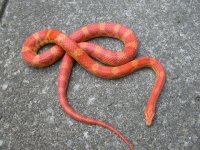 Snakes-Random Pics 6-25-08 009.jpg