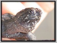 Snapper3.jpg