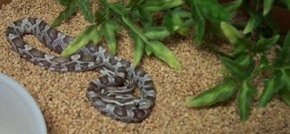 snake 021 copy.jpg