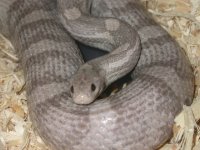 Snakes-Random Pics 6-25-08 059.jpg