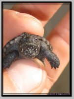 Snapper5.jpg