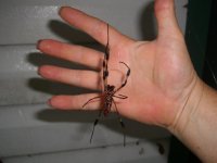 Spider.jpg