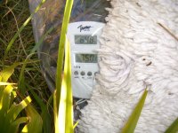 Cold Vivs 002.jpg