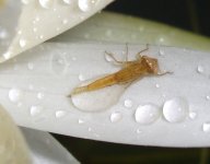 Mystery Bug 003cr.jpg